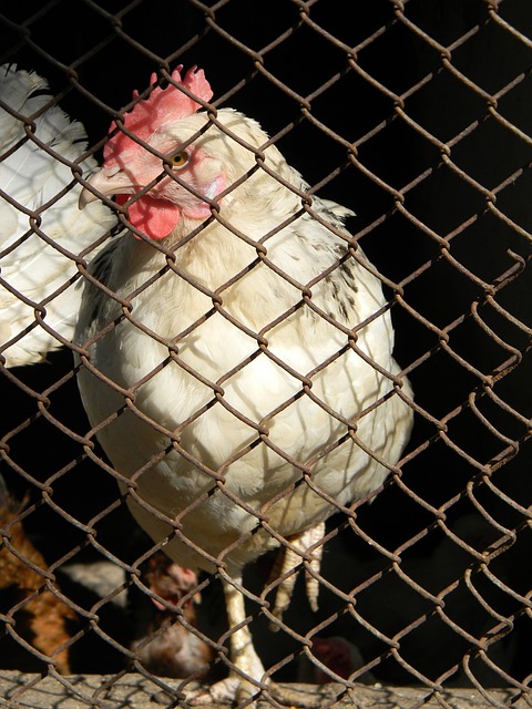 叢震因犯规 叢震因犯规